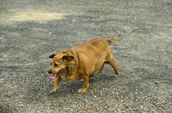 OBESITO CHEZ LE CHIEN — Foto de Stock