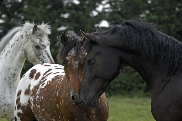 Appaloosa — Stock Fotó