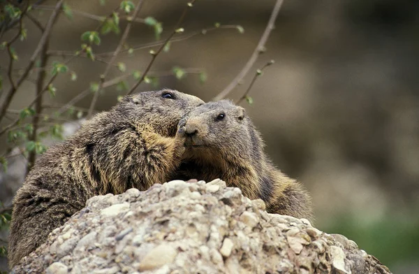 MARMOTTTE DES ALPES marmota marmota — Stok Foto