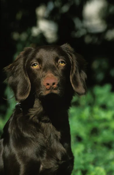 Sans Chien Race — Foto de Stock