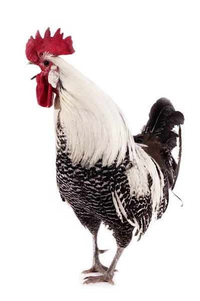 Coq Brakel — Stockfoto