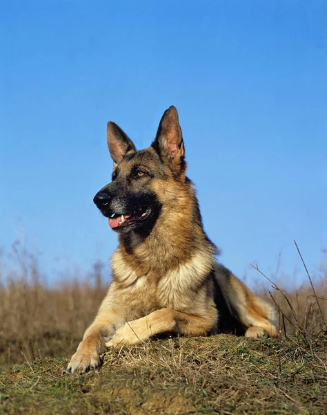 BERGER ALLEMAND — Stok Foto