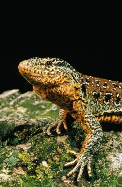 Palluma de callopistas de Teju — Foto de Stock