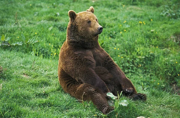 O nosso BRUN ursus arctos — Fotografia de Stock