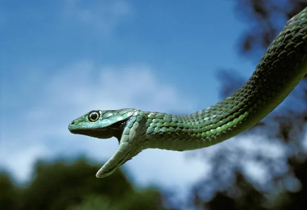 Serpente philothamnus semivariegatus — Fotografia de Stock