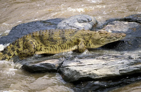 Krokodil Du Nil crocodylus niloticus — Stock Fotó