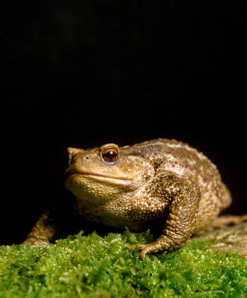 Crapaud Commun bufo bufo — Fotografia de Stock