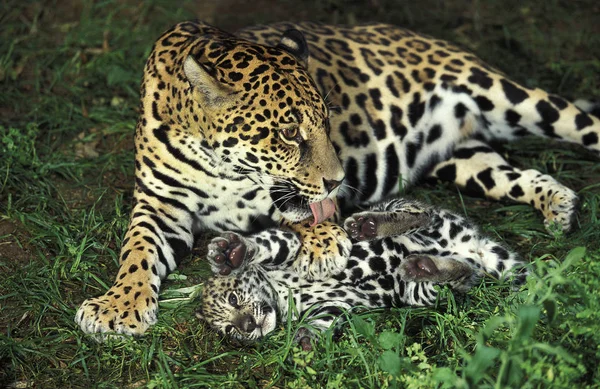 El pánico de Jaguar onca —  Fotos de Stock