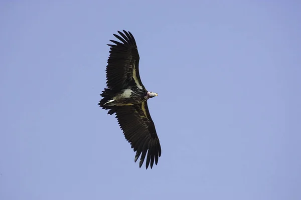 VAUTOR ORICOU torgos tracheliotus — Foto de Stock