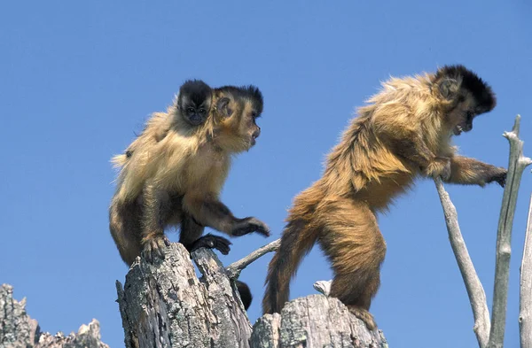 Sapajou Apelle cebus apella — Stockfoto