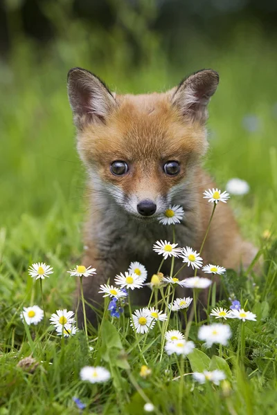 Renard Roux vulpes vulpes Przewodniczący — Zdjęcie stockowe