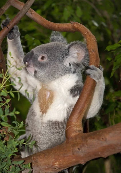 Koala phascolarctos cinereus — Foto de Stock