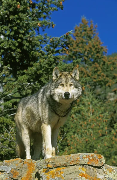 Loup du Canada canis lupus occidentalis — Foto de Stock