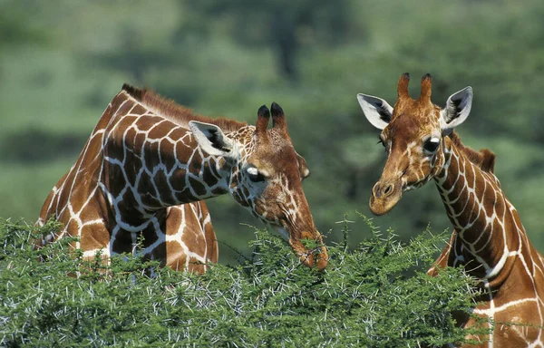 Girafe Reticulee giraffa camelopardalis reticulata — Φωτογραφία Αρχείου