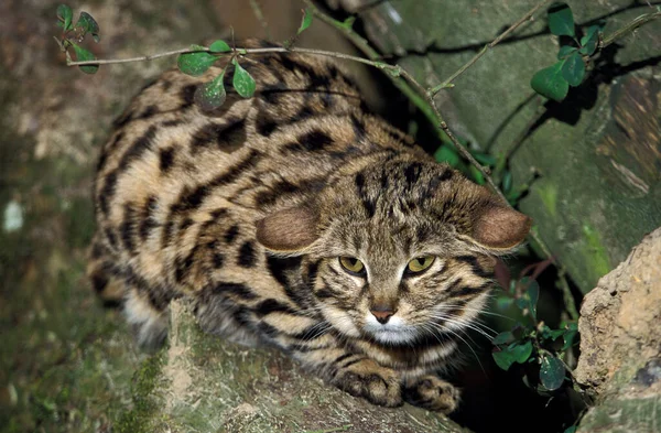 Chat A Pieds Noirs felis nigripes Nincs foglalási díj — Stock Fotó