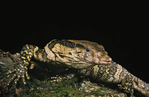 Varan De Dumeril varanus dumerilii — Fotografia de Stock