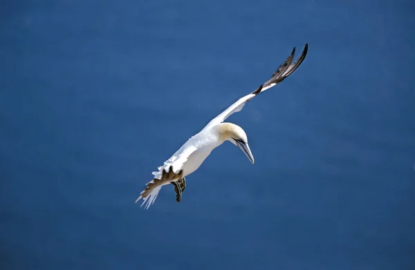 Fou De Bassan morus bassanus — Foto de Stock