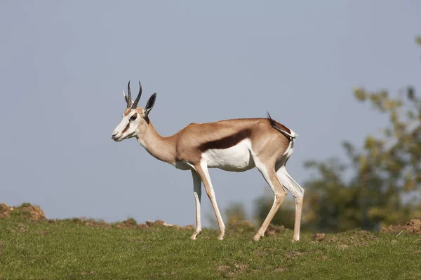 Antilopa skákavá Antidorcas marsupialis — Stock fotografie