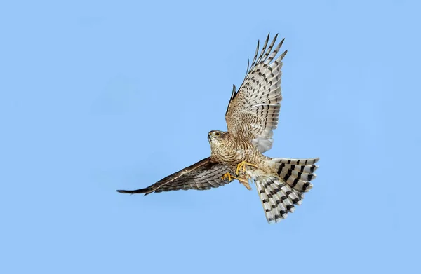 Epervier D 'Europe accipiter nisus — Zdjęcie stockowe