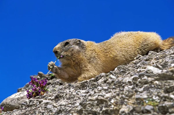 MARMOTTE DES ALPES marmota marmota — Stock Photo, Image