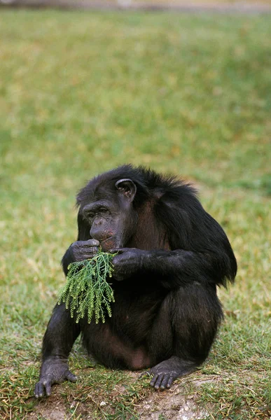 Schimpansen-Höhlenbewohner — Stockfoto
