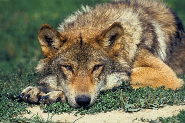 Loup d 'europe canis lupus — Stockfoto