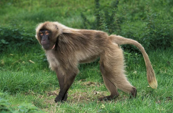 Gelada theropithecus gelada — Fotografia de Stock