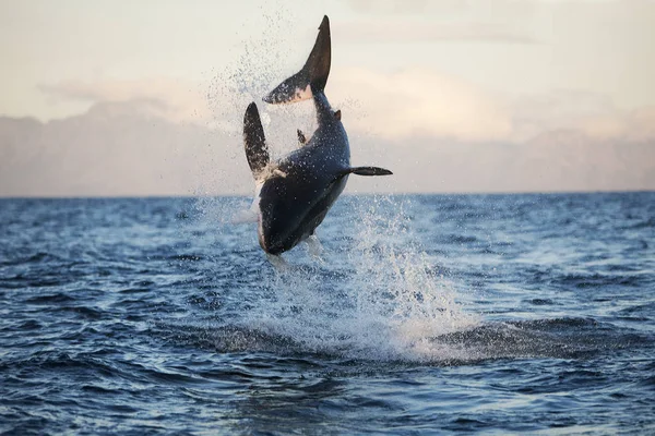 Grand Requin Blanc carcharodon carcharias — Fotografia de Stock