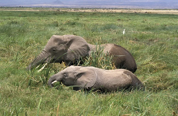 Slon D 'Afrique loxodonta africana — Stock fotografie