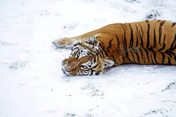 Tigre De Siberie Panthera tigris altaica — Fotografia de Stock