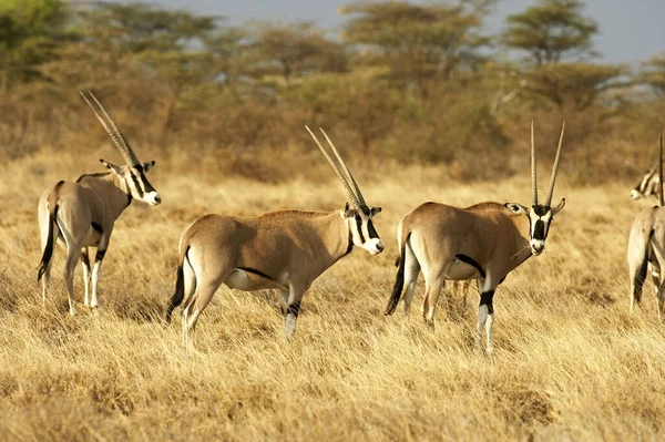 Oryx Beisa oryx beisa — Stockfoto