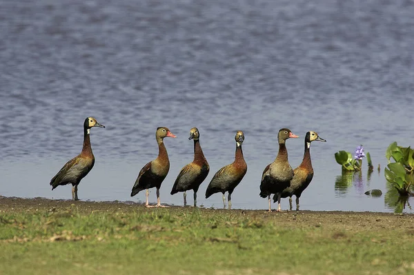 Dendrocygne a bec rouge dendrocygna autumn nalis — Stockfoto