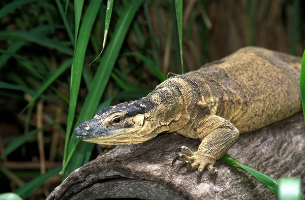 Varan De Gould varanus gouldi — Stok fotoğraf