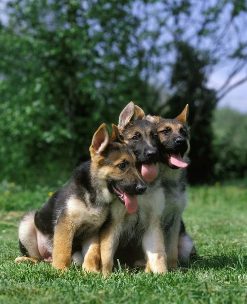 Berger allemand — Stockfoto