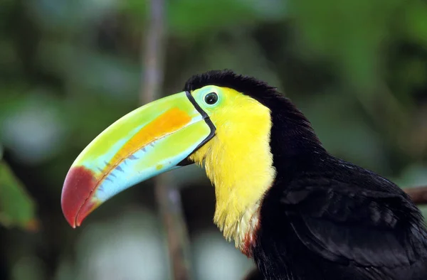 Toucan A Carene ramphastos sulfuratus — Stock fotografie