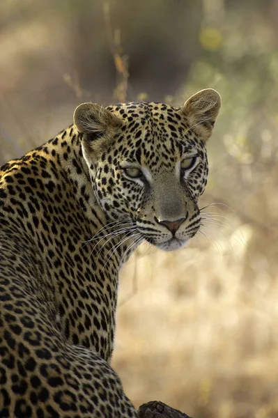 PANADA LEOPARD panthera pardus — Stok Foto