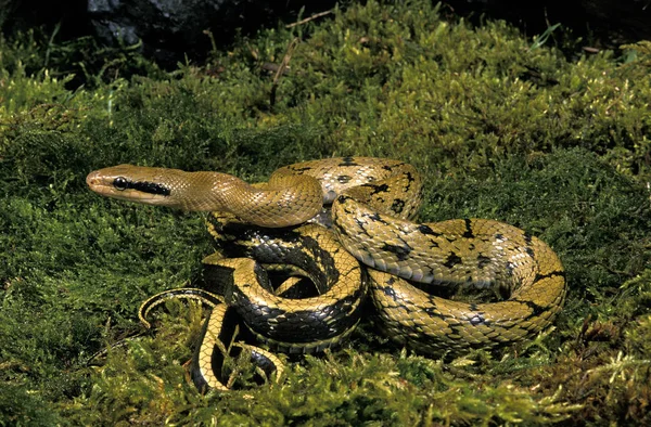 台湾蛇的批准者taeniura frisei — 图库照片