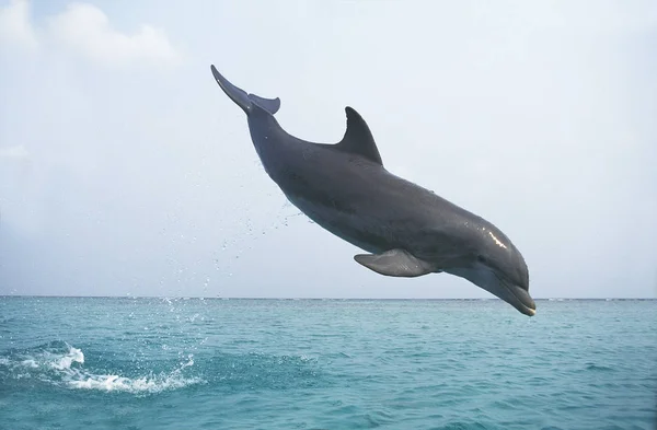 Grand Dauphin tursiops truncatus —  Fotos de Stock