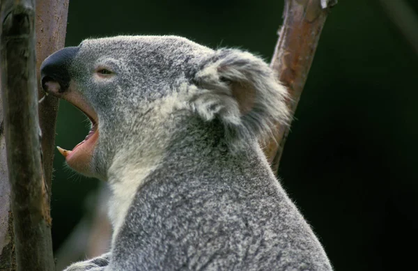 Koala phascolarctos cinereus — Foto Stock