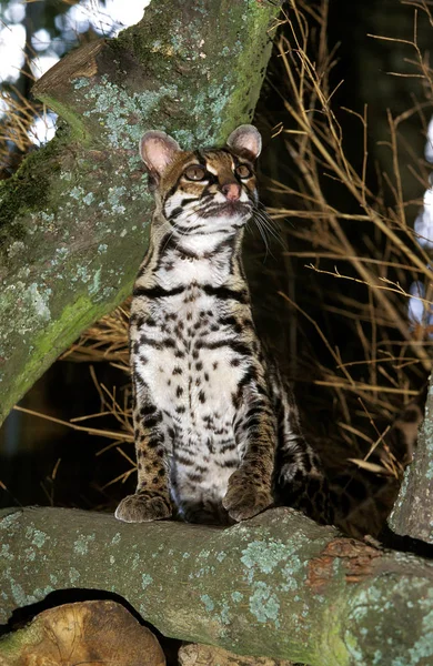 MARGAY leopardo wiedi — Foto de Stock