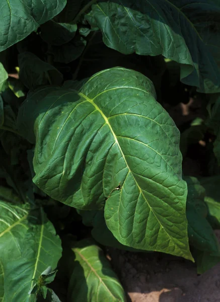 TABAC nicotiana tabacum — Stok Foto