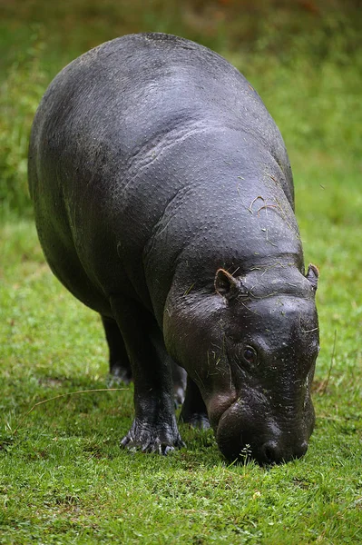 Hippopotame Nain choeropsis liberiensis — Fotografia de Stock