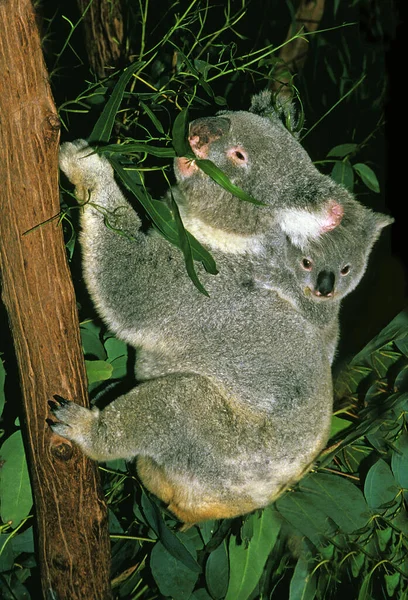 Koala phascolarctos cinereus — Fotografia de Stock