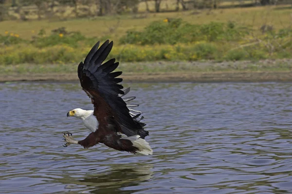 Aigle Pecheur D'Afrique haliaeetus vocifer — стокове фото