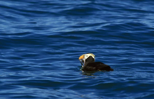 Macareux Huppe fratercula cirrhata — Fotografia de Stock