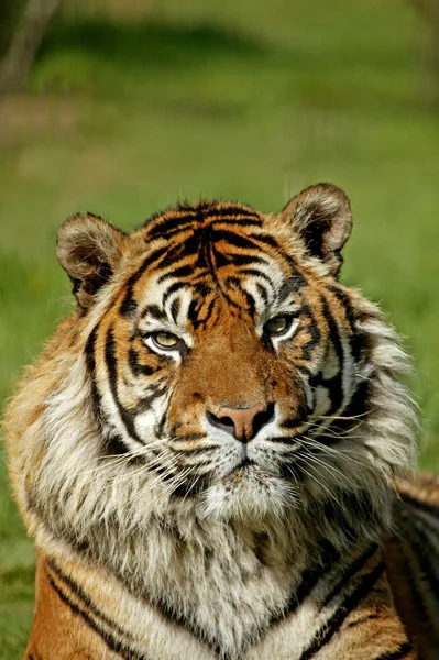 Tigre De Sumatra panthera tigris sumatrae — Zdjęcie stockowe