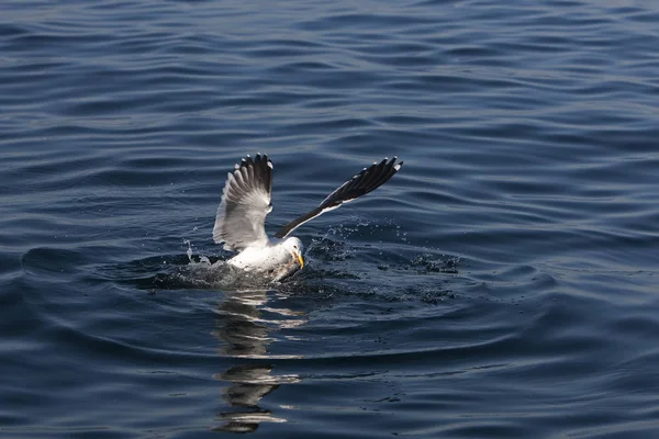 ГОЭЛЕНД ДОМИНИКАИН larus dominicanus — стоковое фото