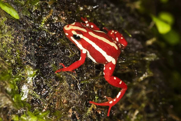 Epipedobate Tricolore epipedobates tricolor — Stock fotografie