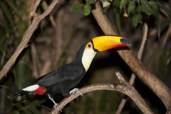 Toucan Toco ramphastos toco — 图库照片