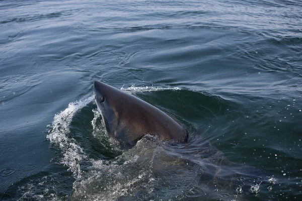 Grand Requin Blanc carcharodon carcharias — Fotografia de Stock